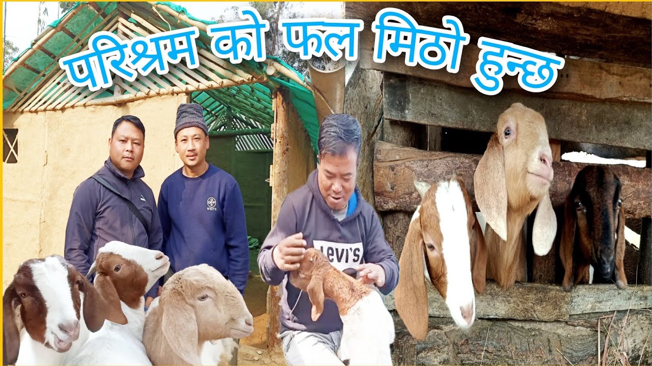 A short visit to farm house of Sameer Subba at Kalitar Village Teesta Valley Tea Garden .