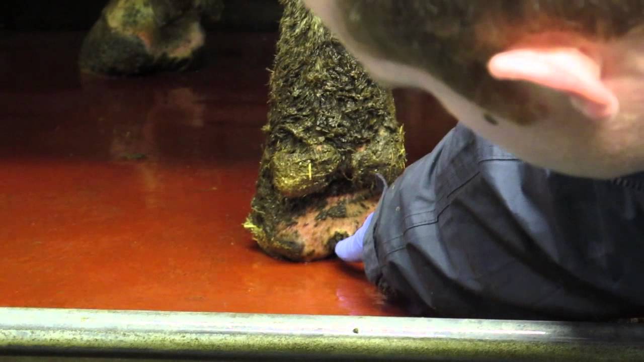 How vets advise on lameness