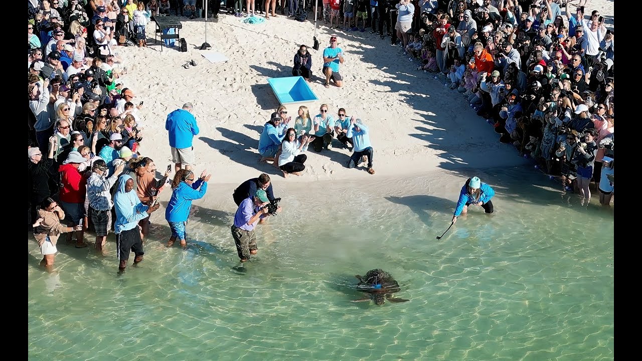 Social Media Star Sea Turtle Harlow Released Off Florida Keys