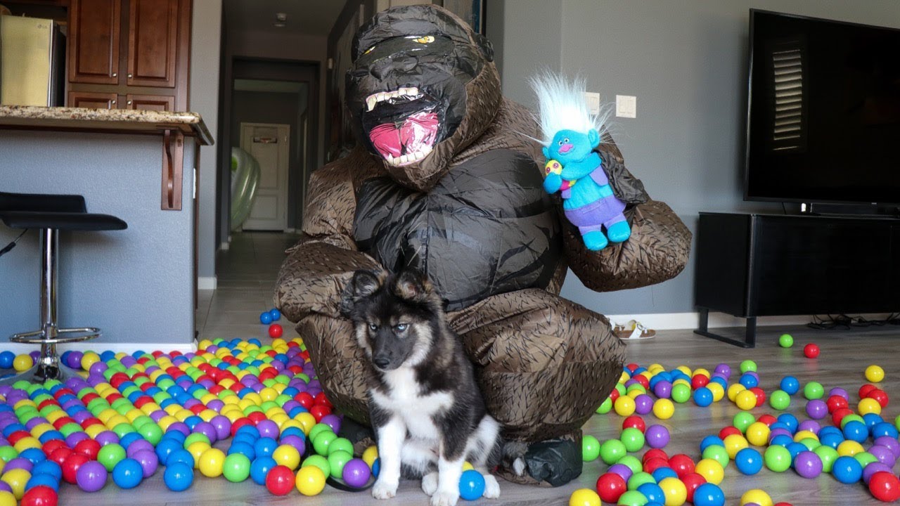 Kakoa SAVES Troll From King Kong! Husky Puppy Ball Pit Surprise