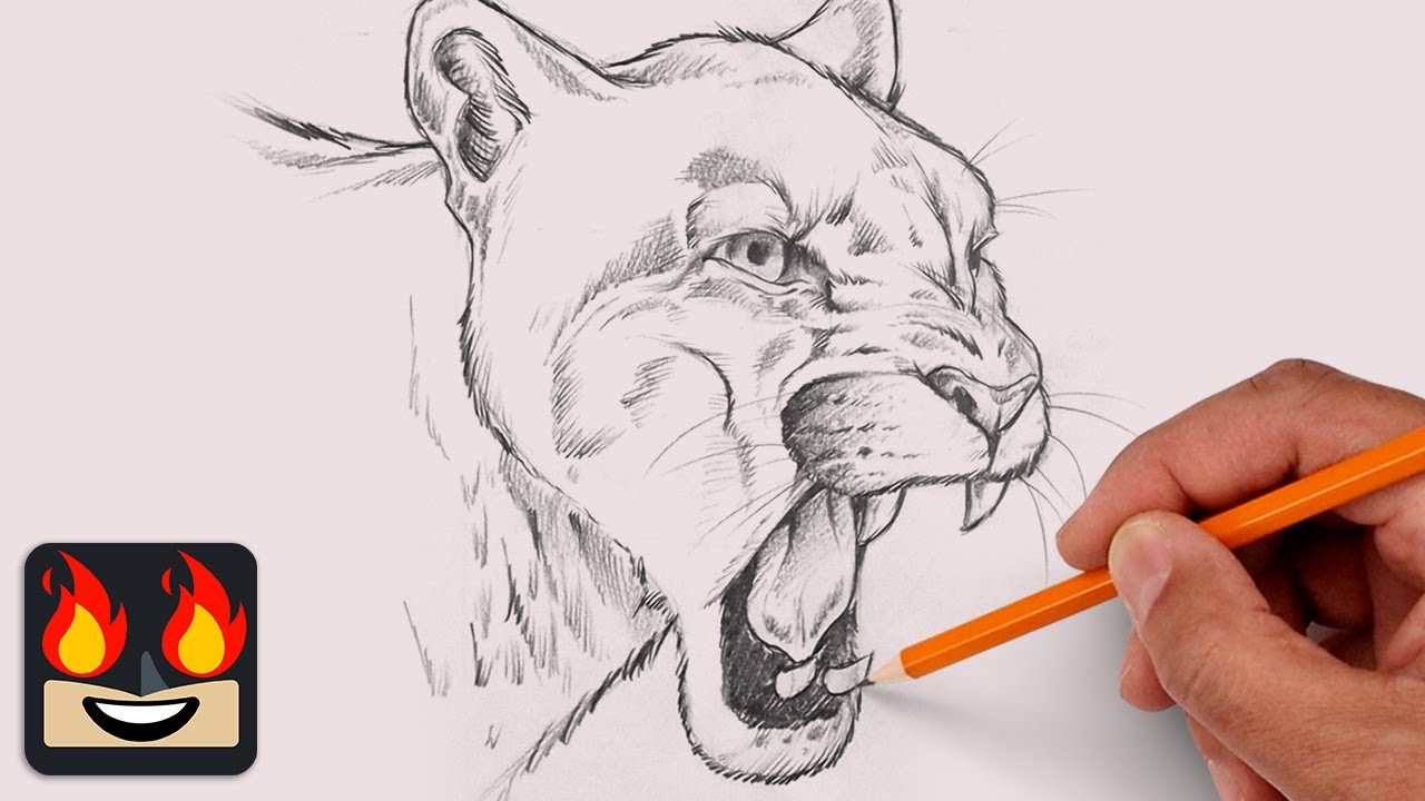 How To Draw a Cougar | Sketch Tutorial