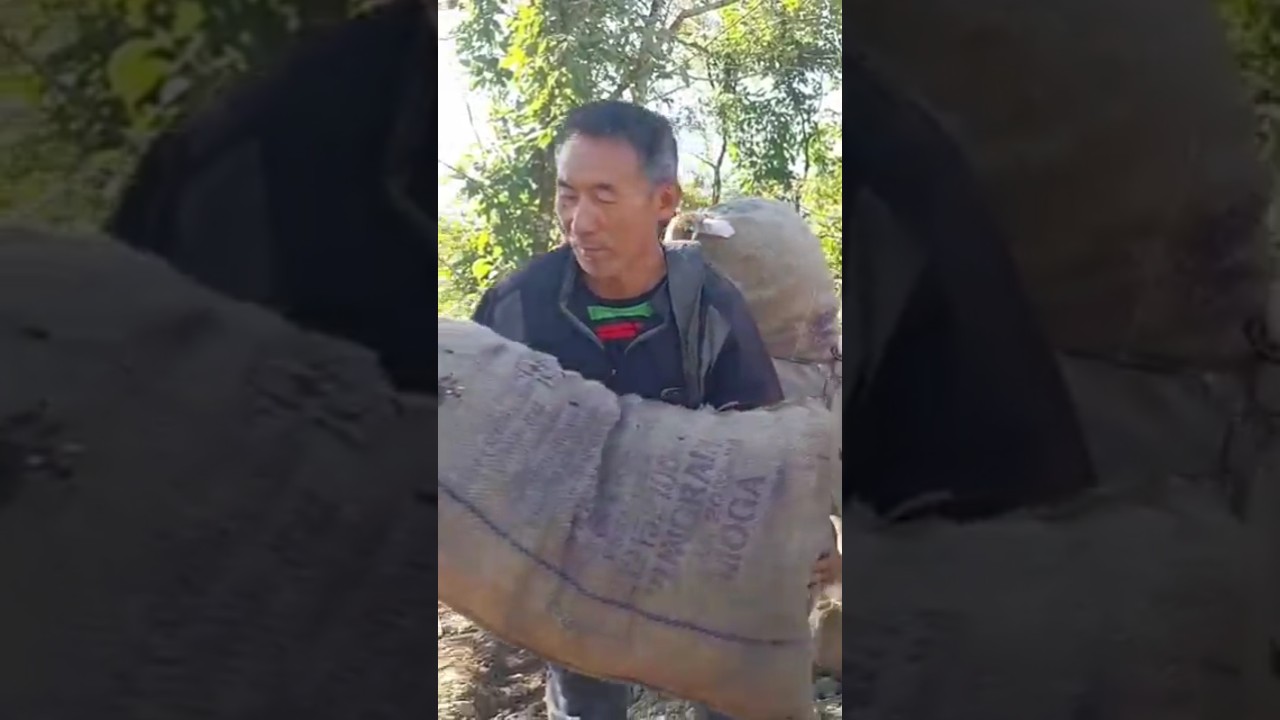 Mr Ato from Southern Angami burns charcoal for a living.