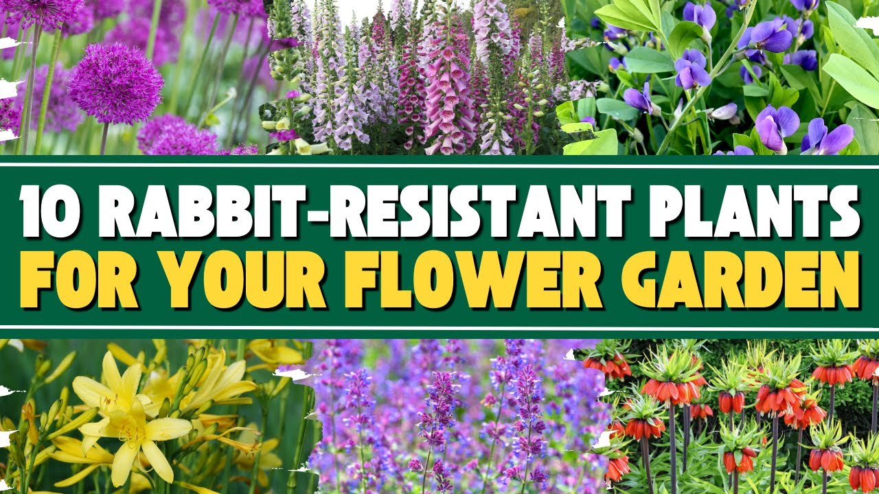10 Beautiful Rabbit Resistant Plants for Your Flower Garden 🐇✨