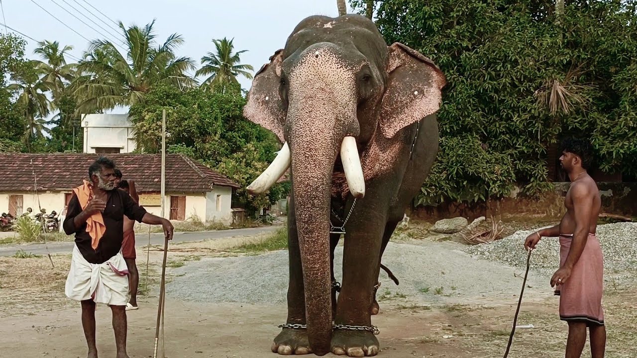 മംഗലാംകുന്ന് മുകുന്ദൻ || Mangalamkunnu Mukundan Elephant