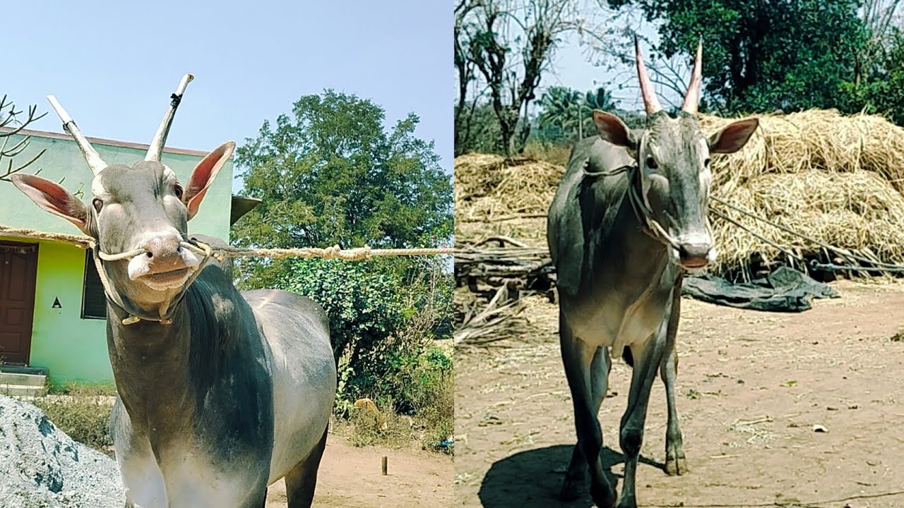 Belagumba Hallikar Studbulls 4teeth and Milk Teeth@VillageDay-j2p 