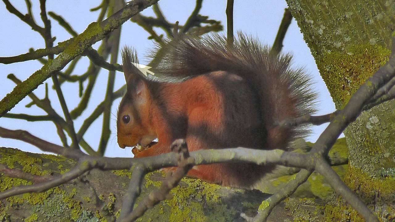 L'écureuil roux, Sciurus vulgaris (par Christian Aimar)