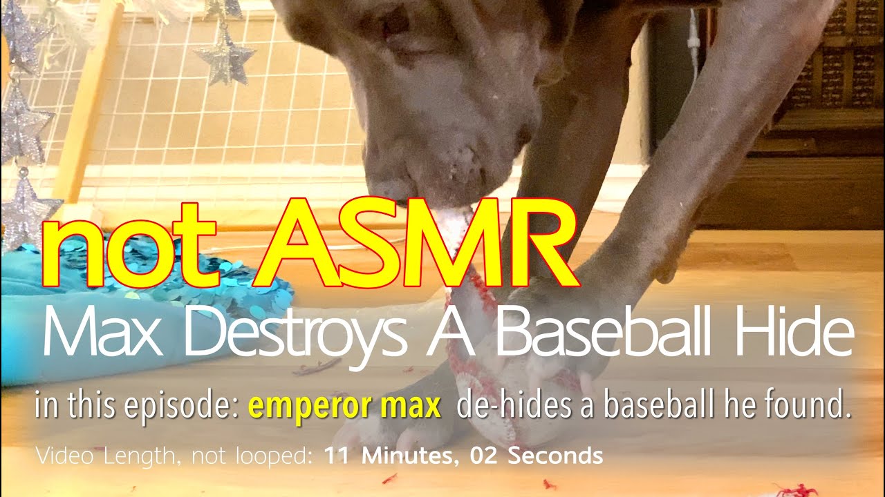 Max Destroys A Baseball Hide | NOT ASMR | DOG CHEWING | No Talking