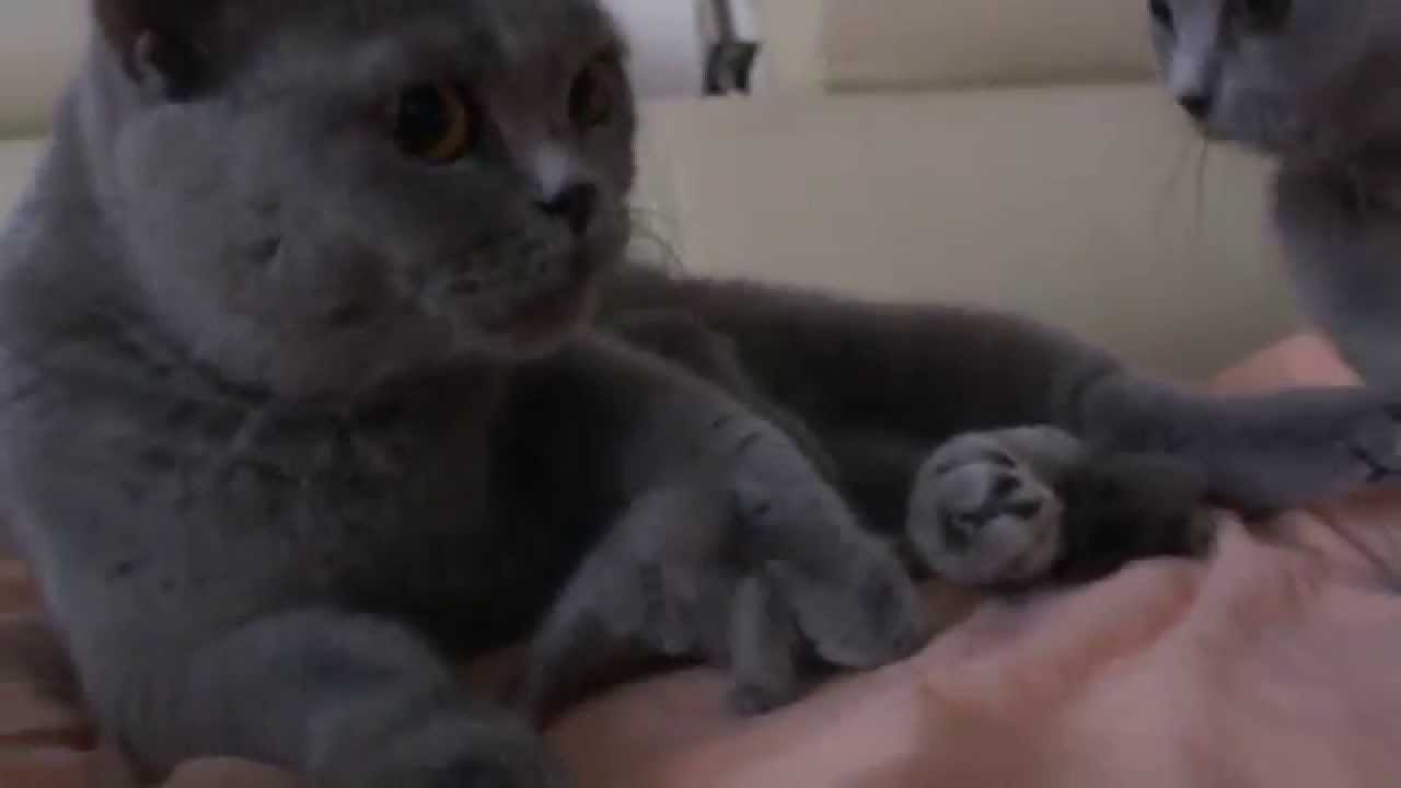 Evian i nasz mały rodzynek British Shorthair Cattery