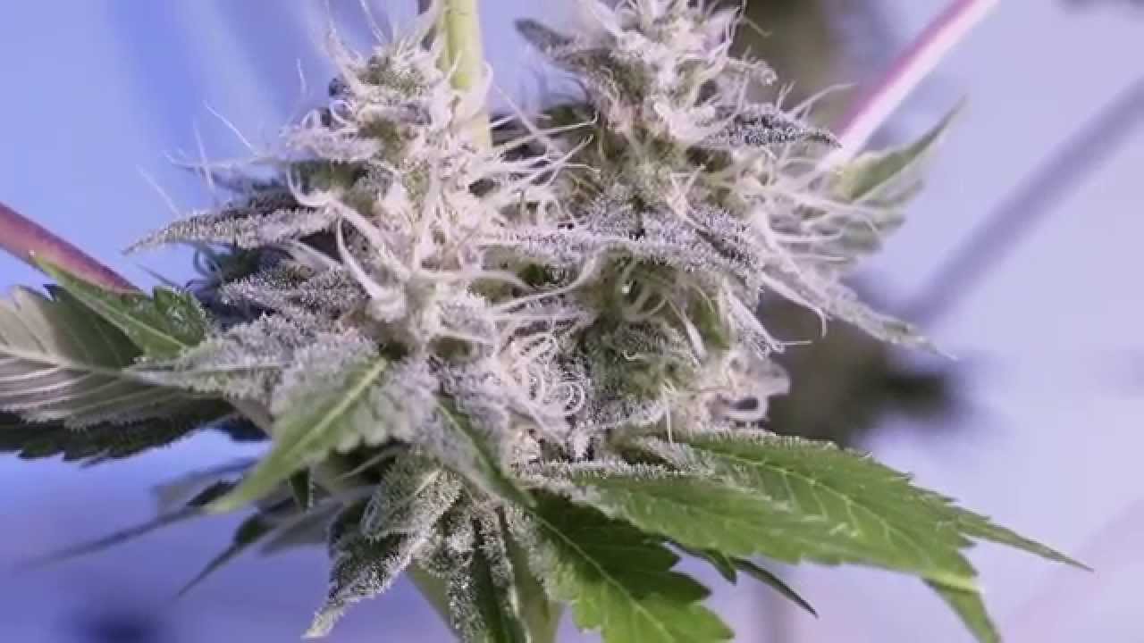 Indoor Cannabis Grow OceanGrownSeeds  Alien Rift day 50