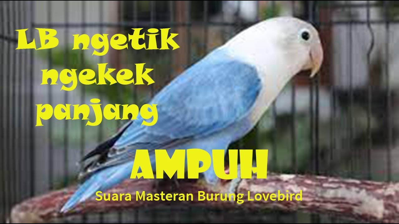 SUARA MASTERAN BURUNG LOVEBIRD NGETIK NGEKEK PANJANG | AMPUH