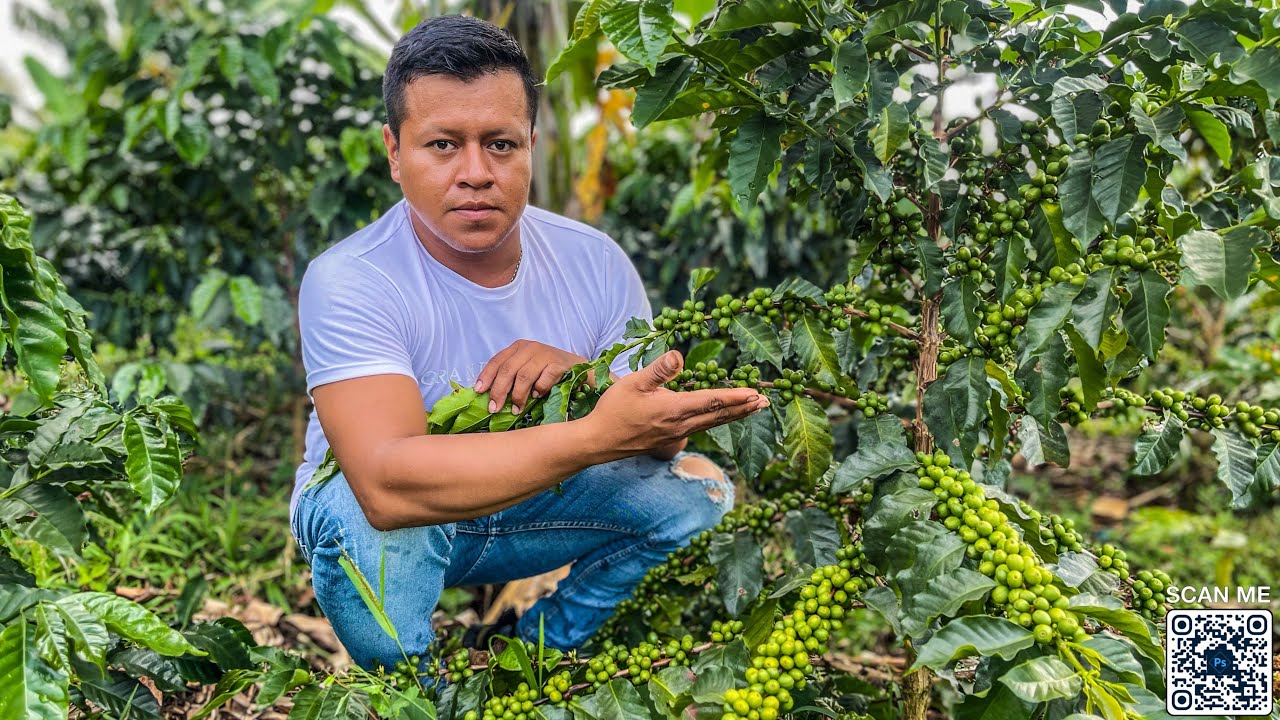 Tips Para Hacer Una Buena Finca Cafetera