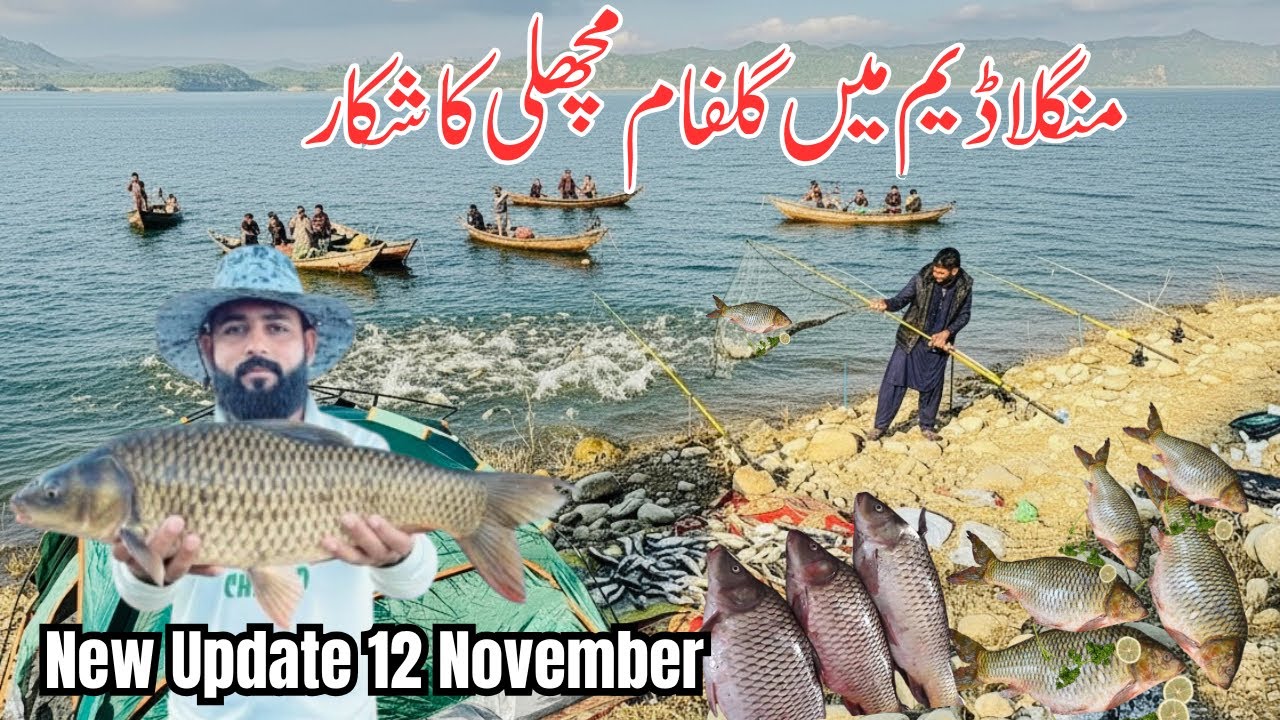 Big Shikar Update of Mangal Dam | Gulfam Bait| Night Game Shikar | Fish update 11 November 2025 | 