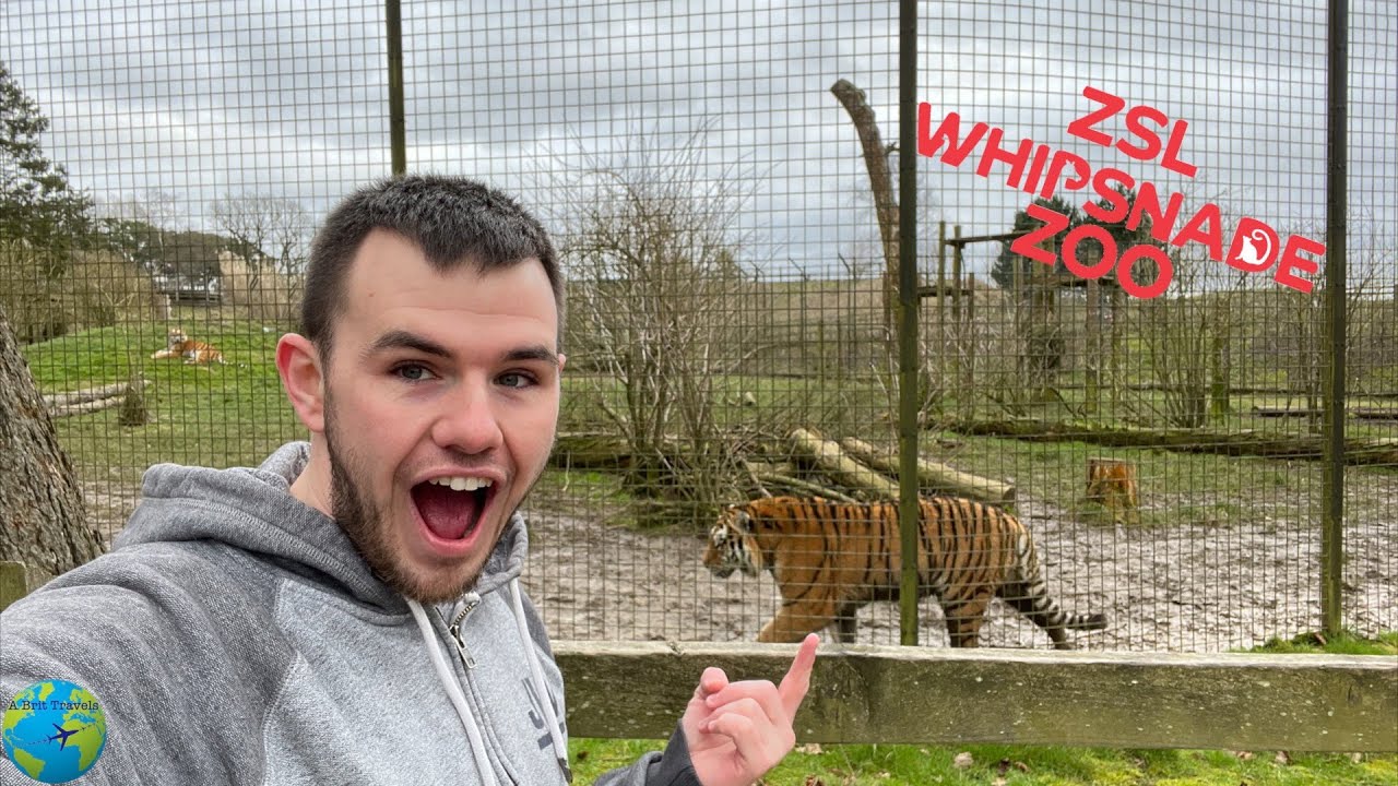Наблюдение за животными в зоопарке Уипснейд ZSL — крупнейшем зоопарке и сафари-парке Великобритании