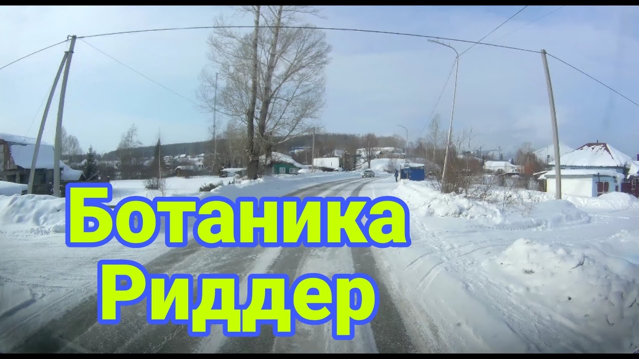 Ботаника, ул  Луначарского, Папанина, город Риддер 8 февраля 2023г.