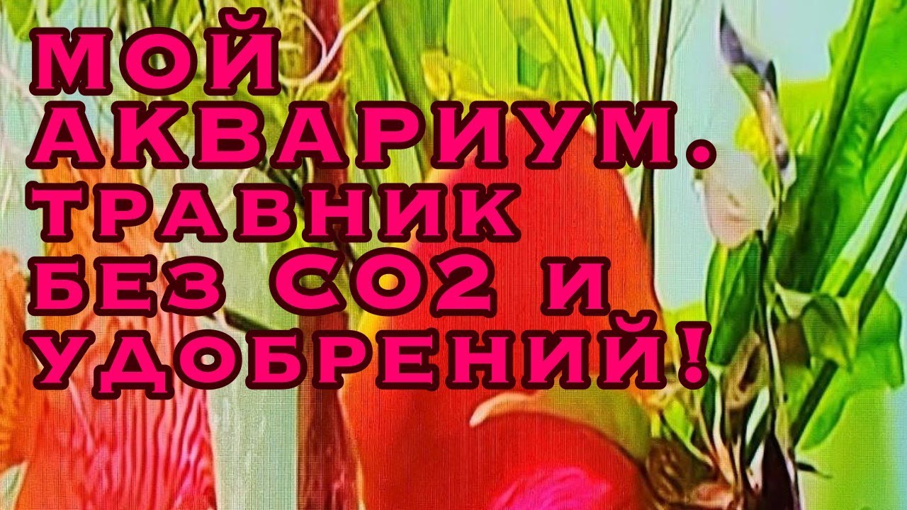 МОЙ АКВАРИУМ. травник без CO2 и удобрений!