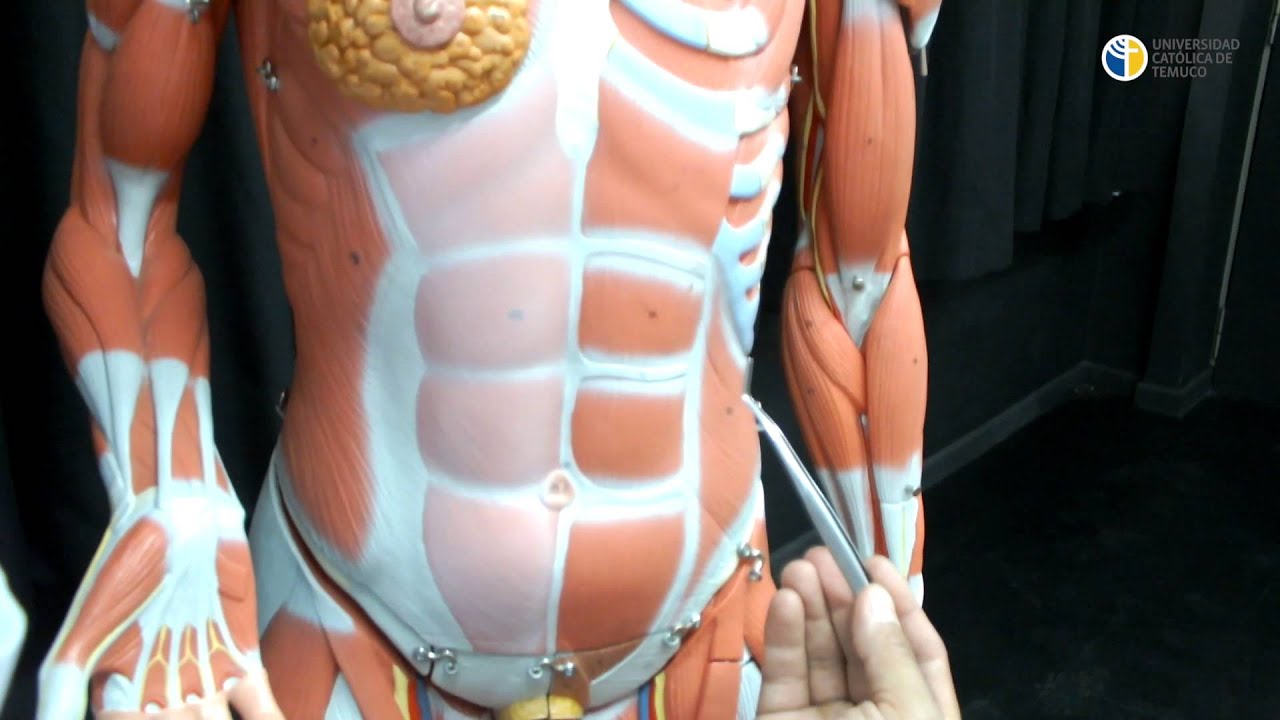 Miología II - Anatomía Humana