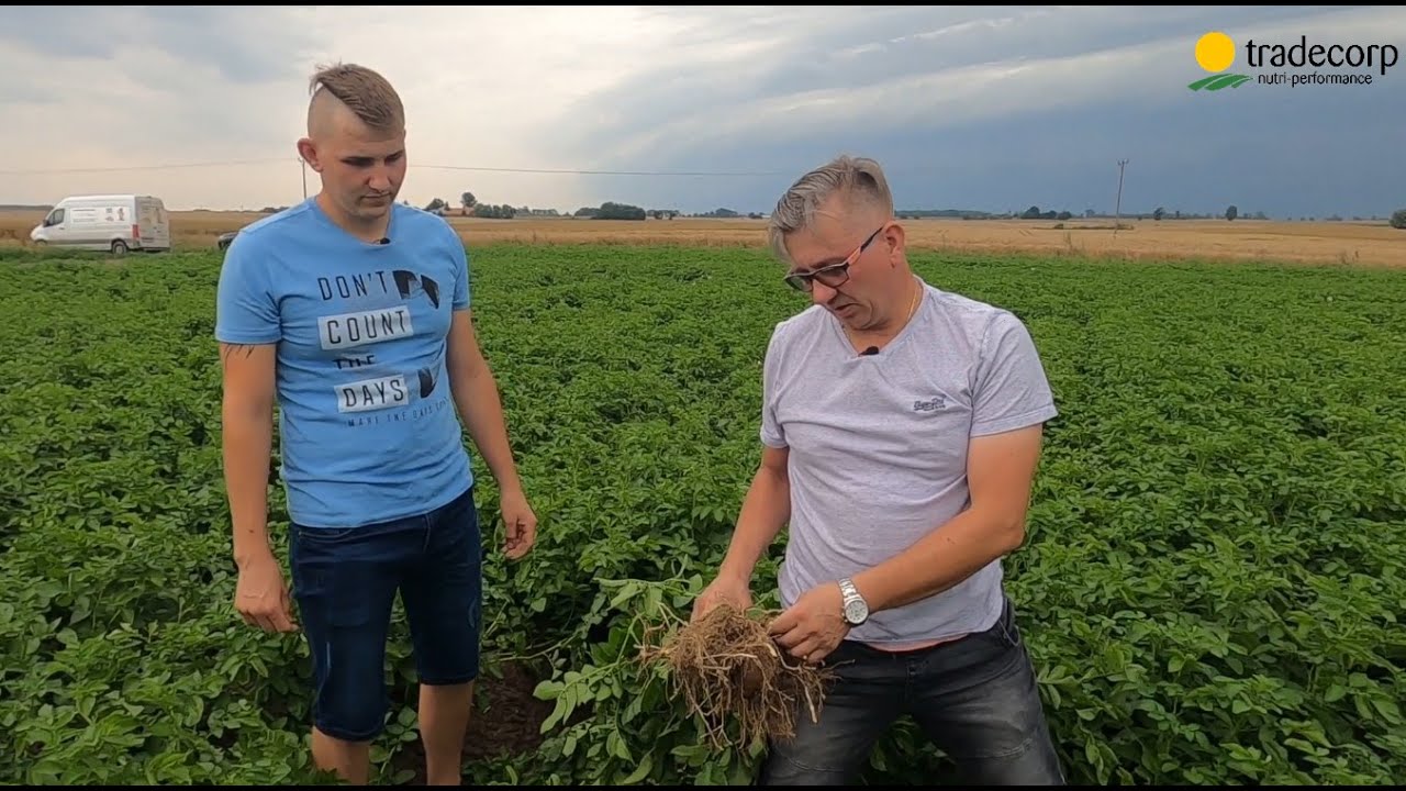 Tradecorp w Sypanicy 🥔