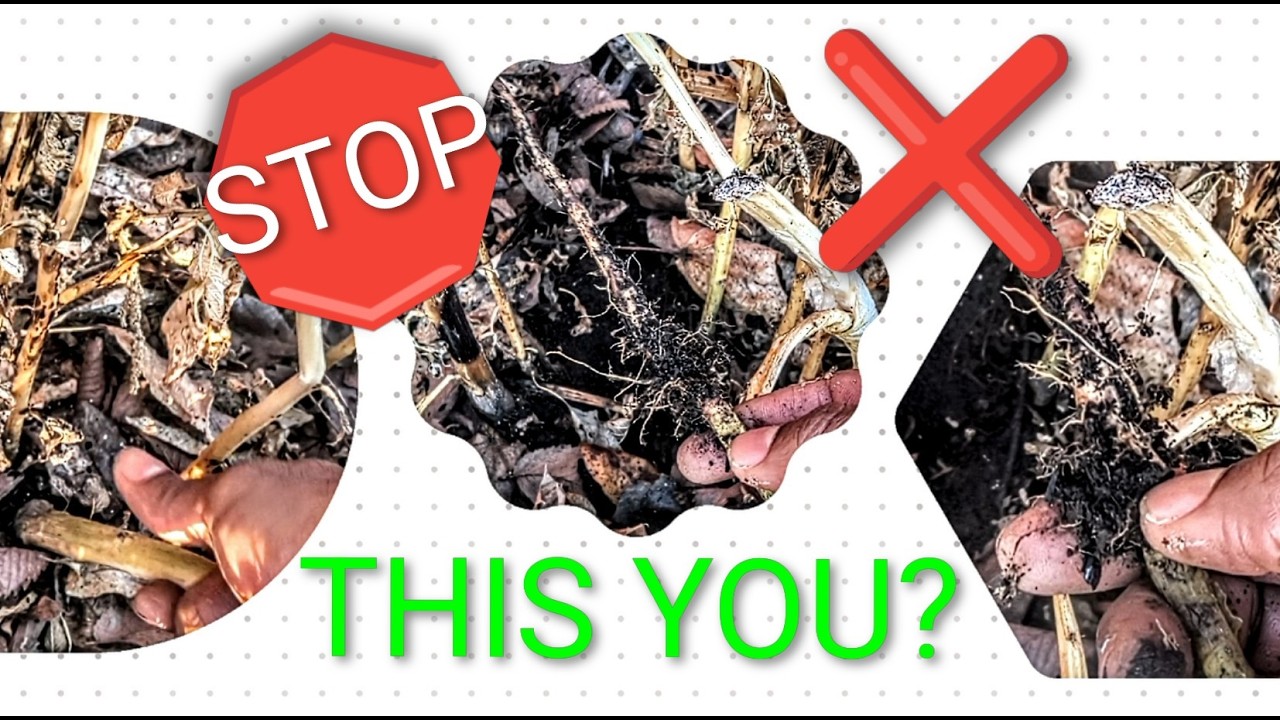 #stop 🛑 DESERVING YOUR LIVING SOIL!