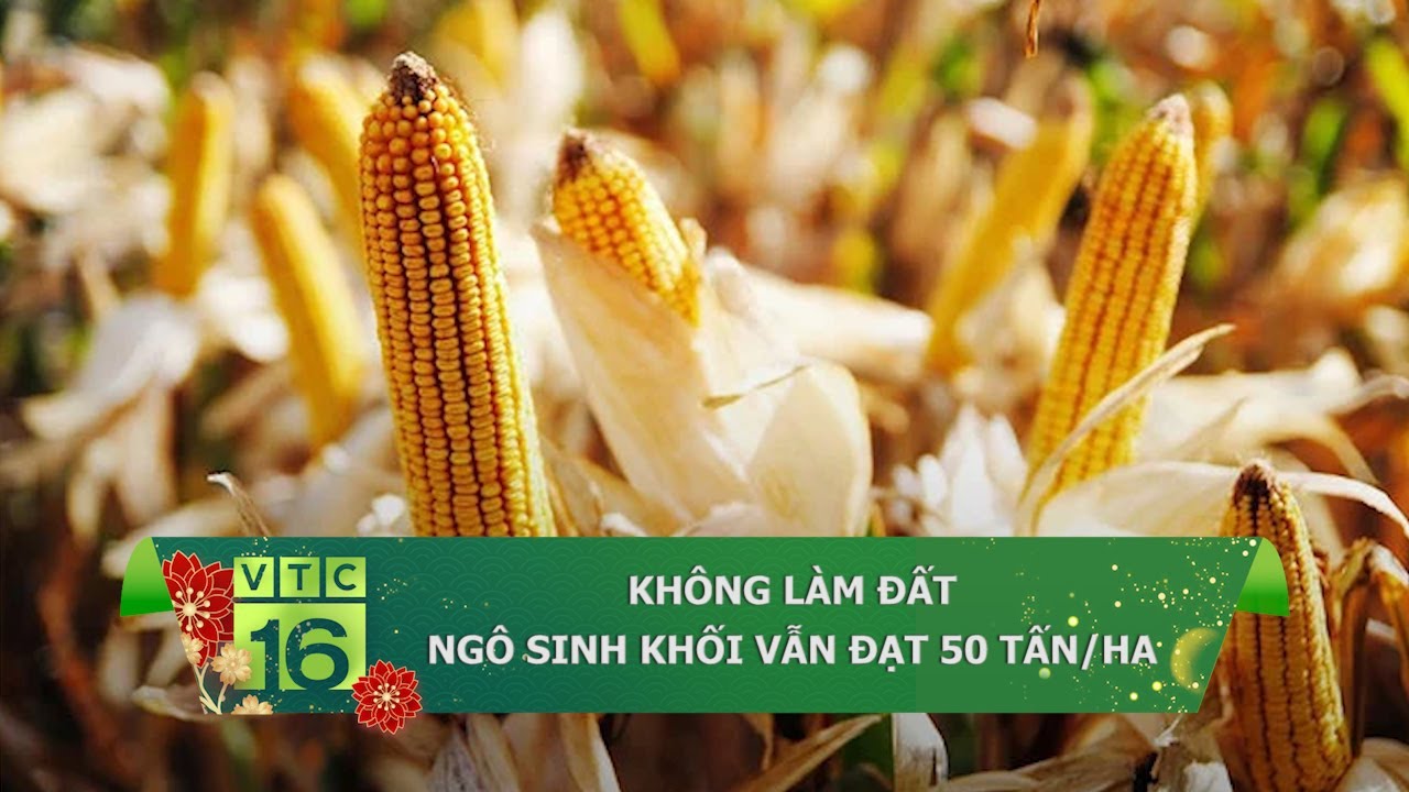 KHÔNG LÀM ĐẤT, NGÔ SINH KHỐI TRÊN ĐẤT 2 LÚA VẪN ĐẠT 50 TẤN/HA | VTC16
