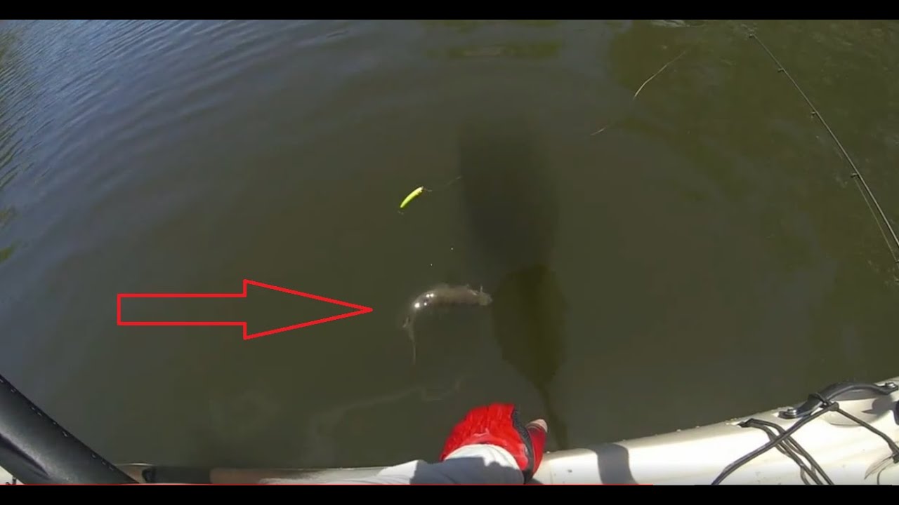 ROBALINHOS NO MANGUE