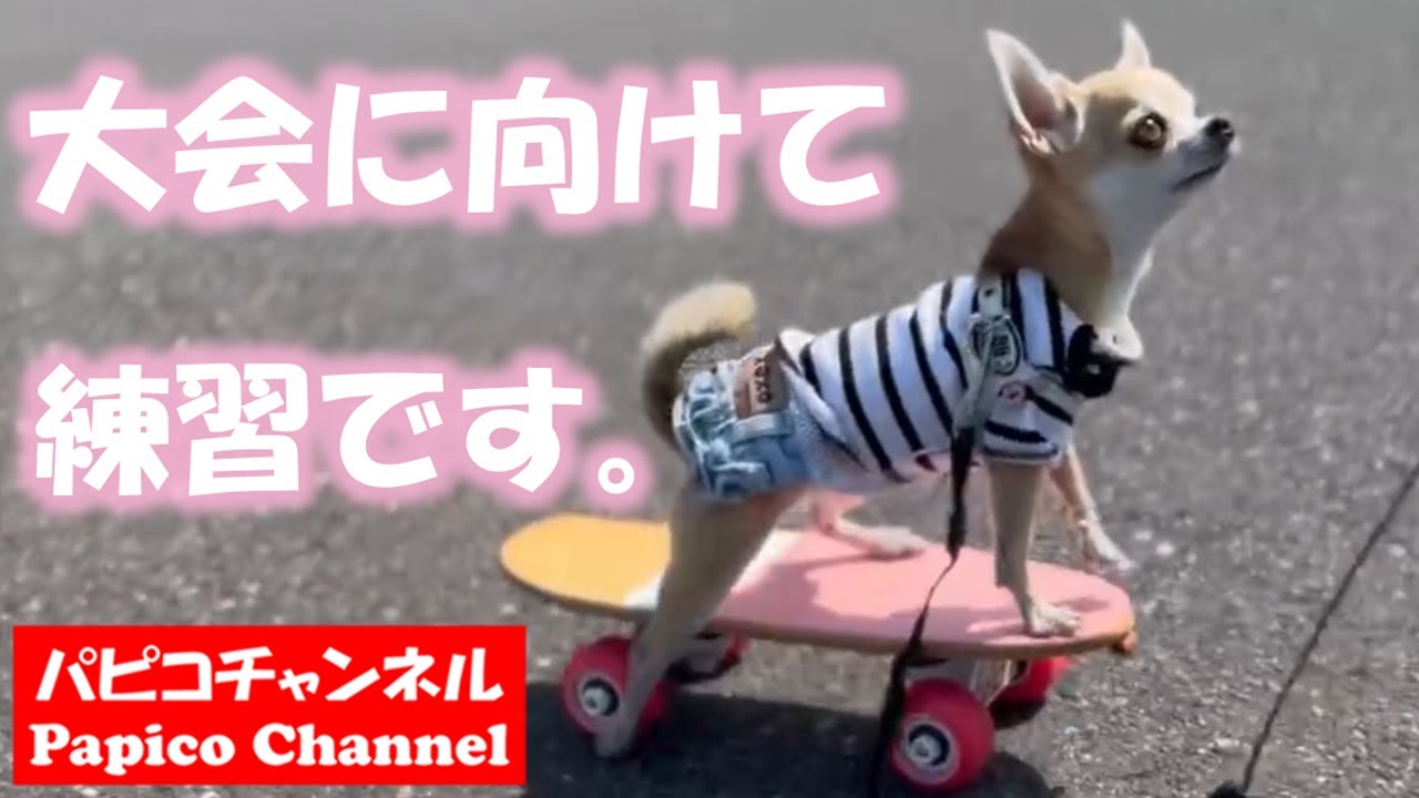 【スケボー犬】スケボー犬のタイムレースに向けて練習している、ちっちゃなスムースチワワのパピコさん