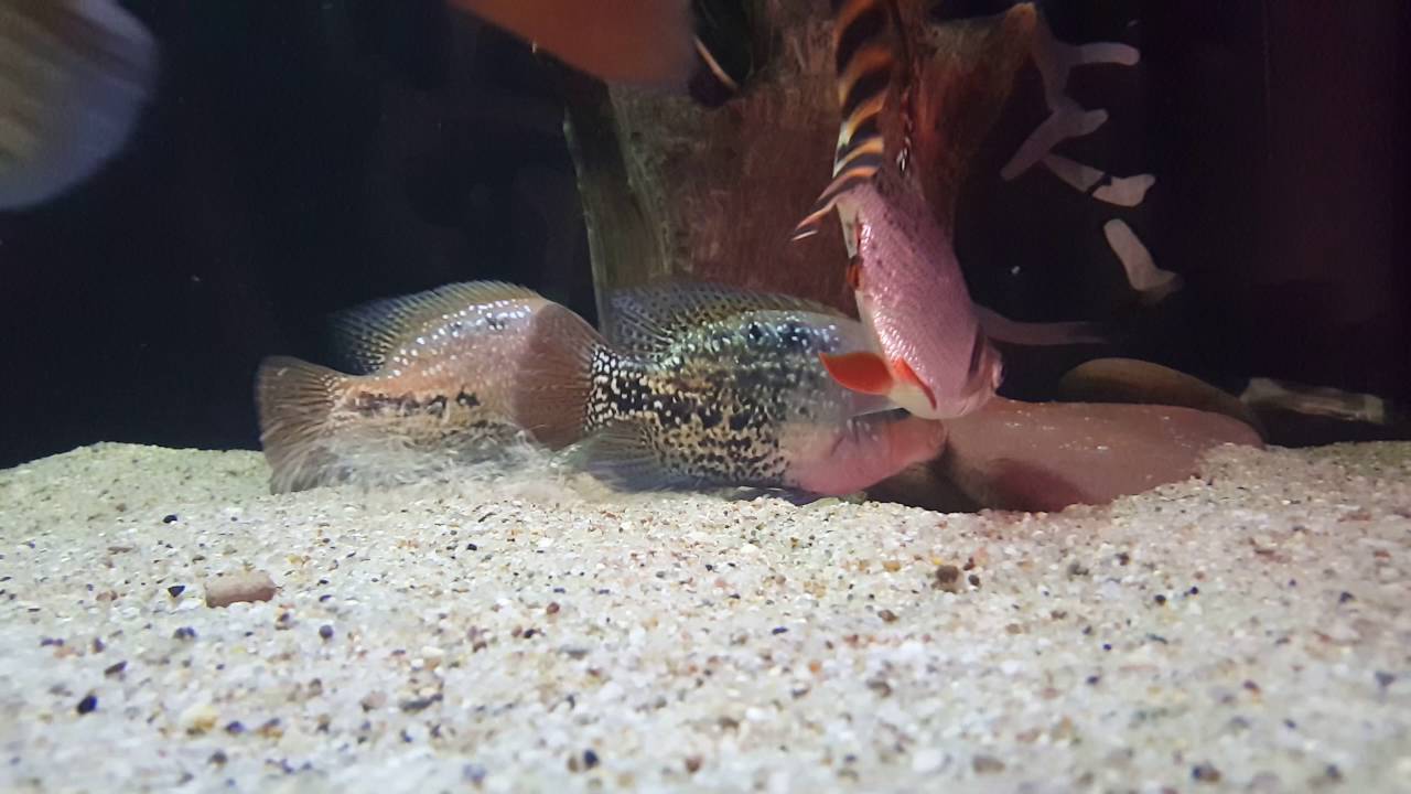Vieja synspilum blue spotted