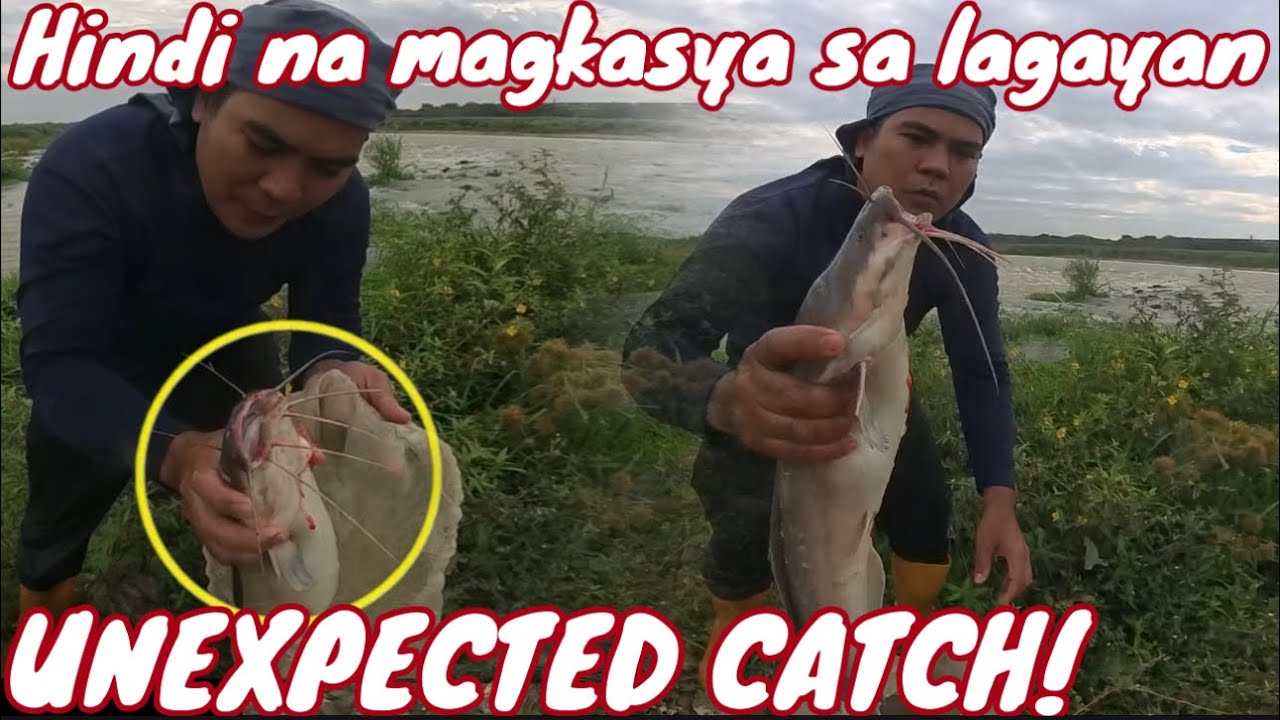 Monster african catfish!Nahuli namin dito sa ilog ng taiwan!