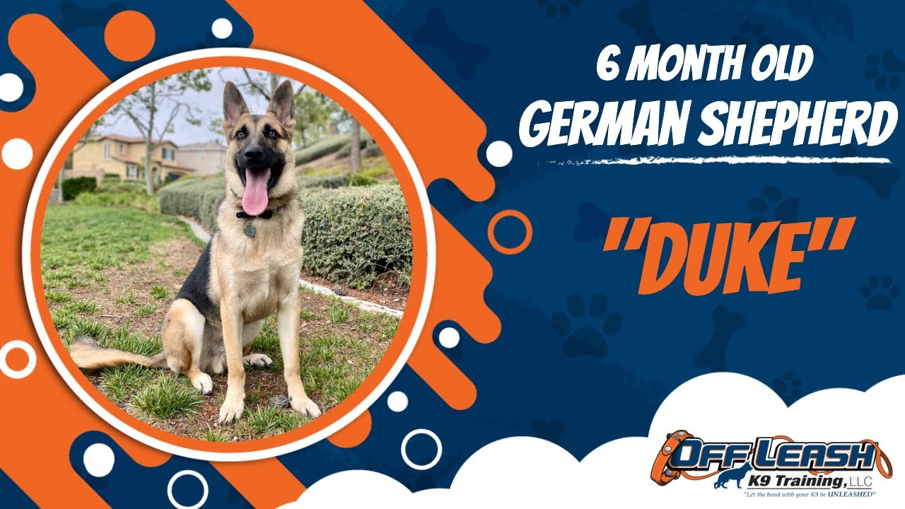 GERMAN SHEPHERD / DOG TRAINING 🐶🦮Off leash Dog Training / Obedience Training 🦮🐶