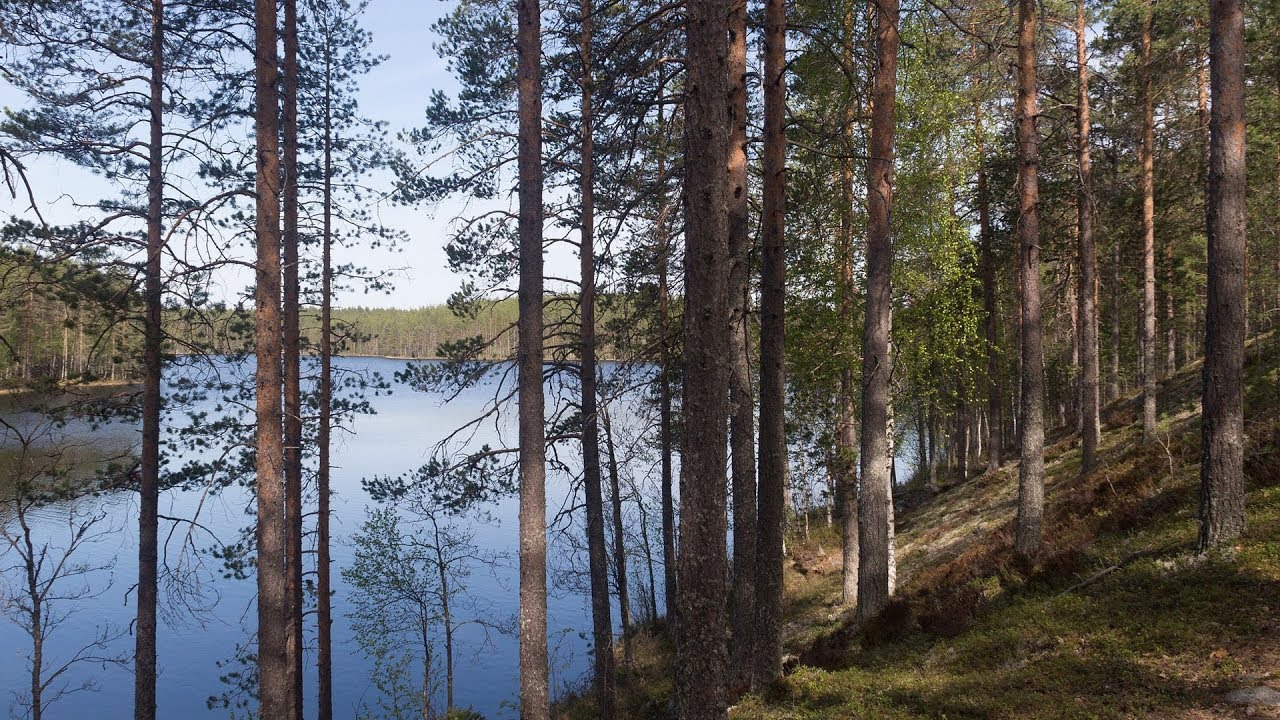 Kielinuppu ARKISTO - Suomalainen metsä