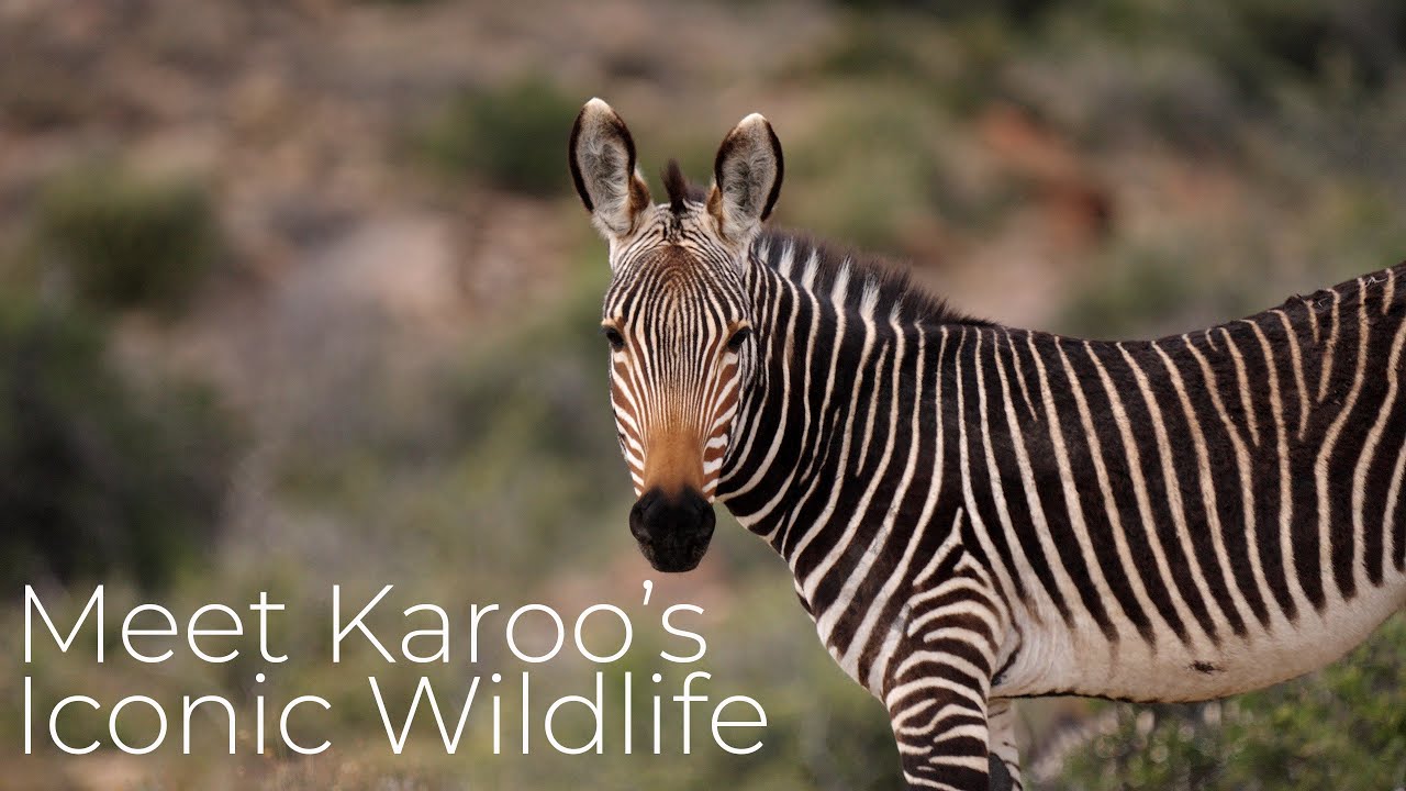 Discover the Wildlife and Wonders of Karoo National Park in Western Cape, South Africa.
