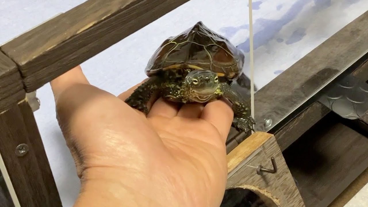 呼ぶとすぐにやってくるクサガメ