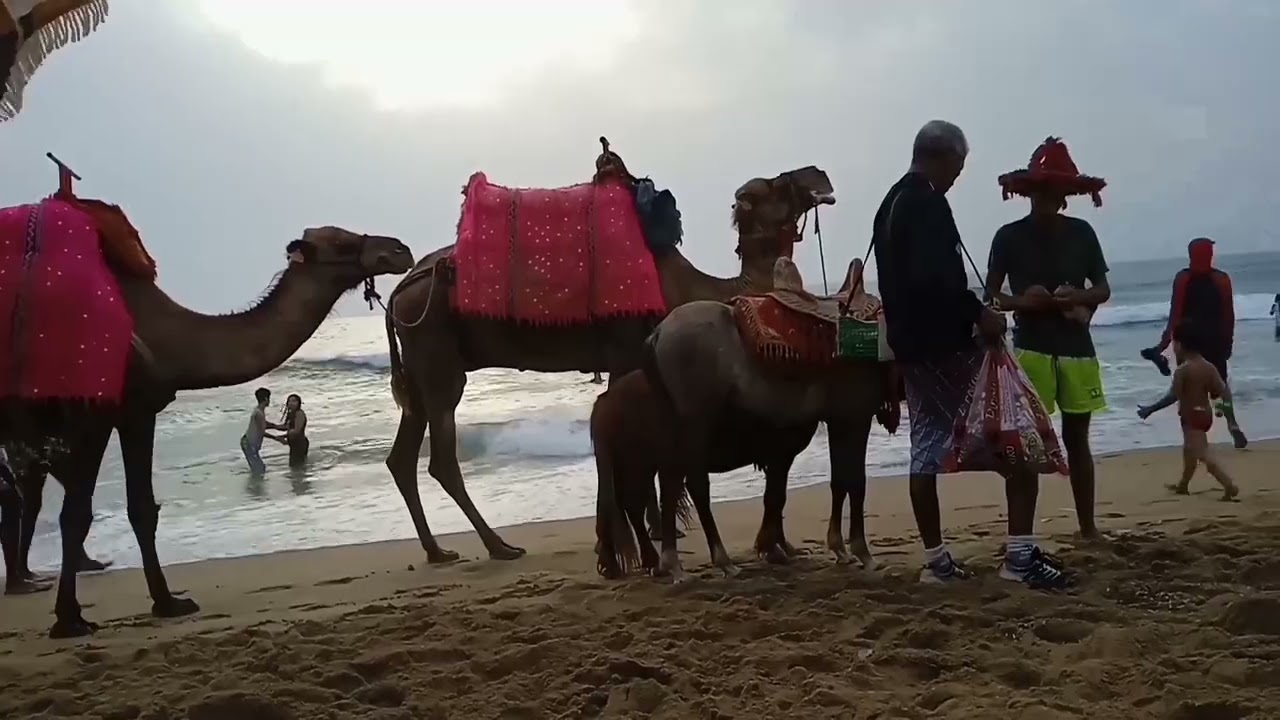 برج الجدي معجزة الاهية حلم حياتك أمنية طال انتظارها فرحة سعادة مال وفير سفر جهز نفسك