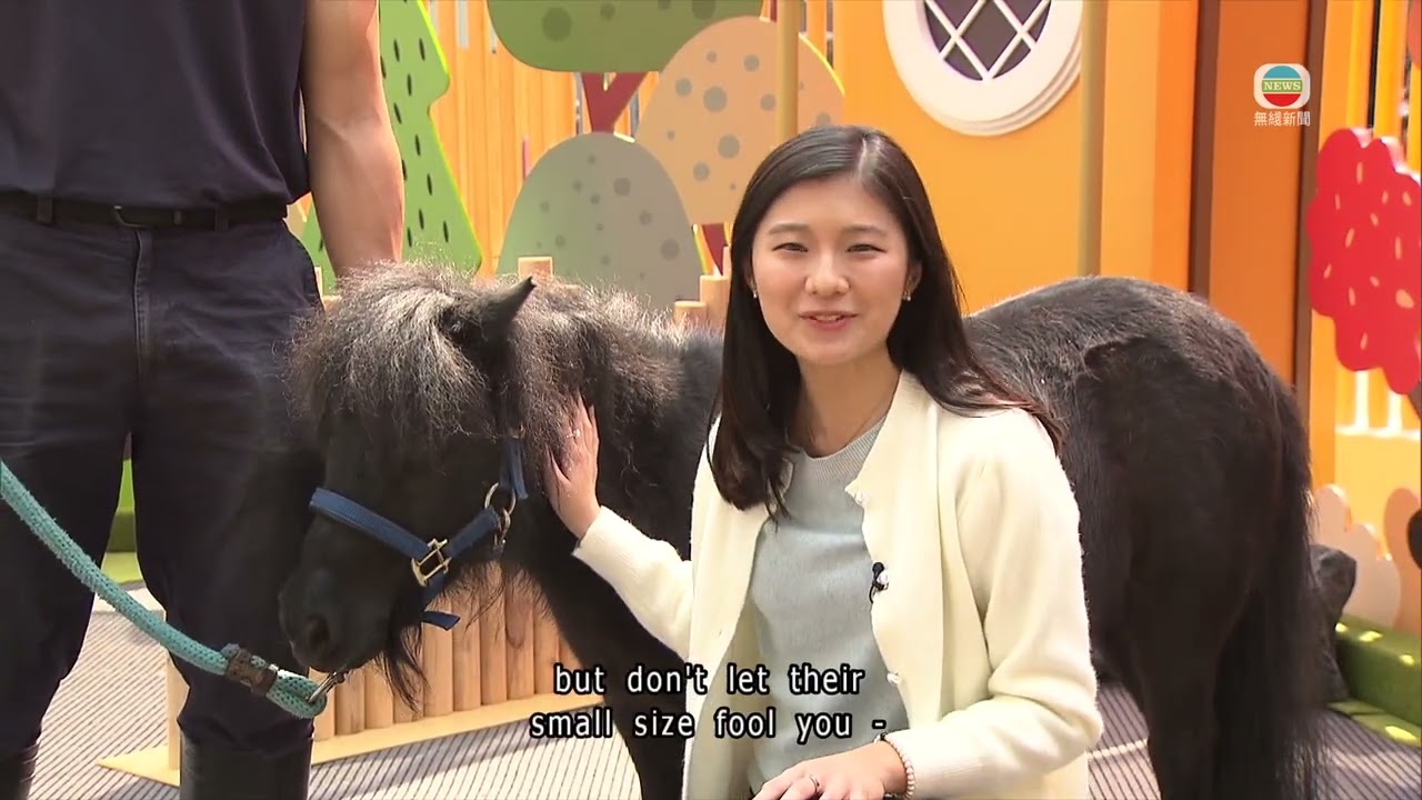 Tai Kwun visitors get to play with Shetland ponies｜TVB News｜2026/03/07