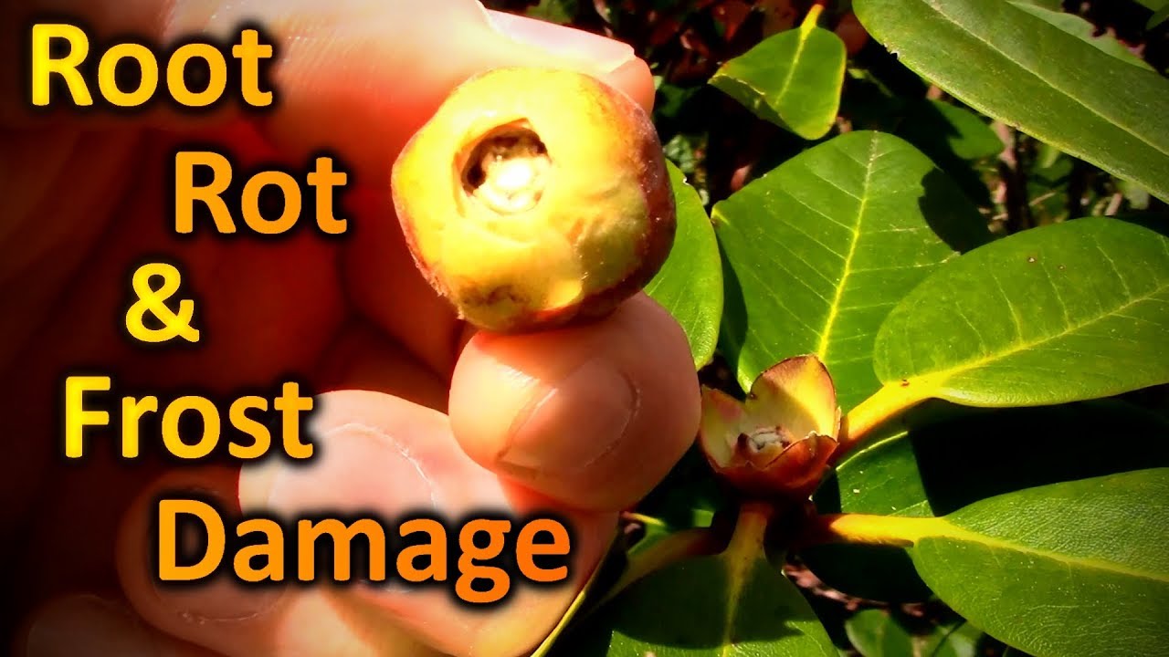 This is What Root Rot and Frost Damage Look Like | Phytophthora, the Rhododendron Killer
