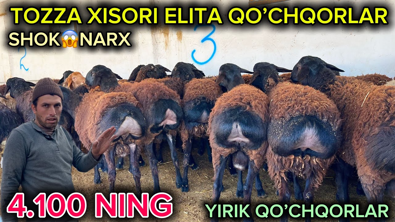 GIGANT QO’CHQORLAR NARXINI RAVSHANBEK AKA ARZON QO’YDI PULI ARZON YIRIK QOCHQORLAR KELDI