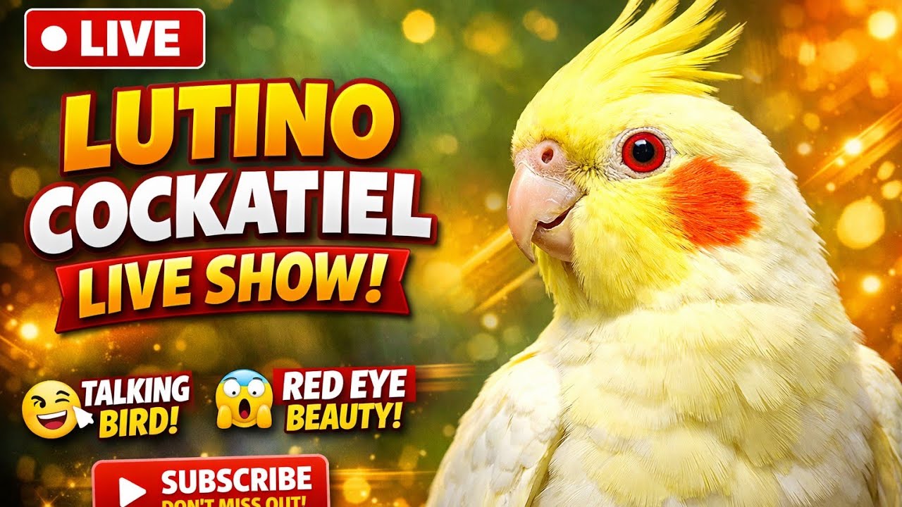 🔴 Live : Red Eye Lutino Cockatiel Live Show | Beautiful Talking Bird 🐦🔥