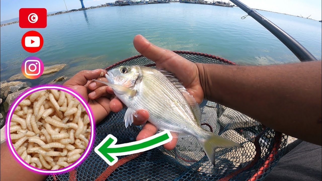 Pêche Daurade au Flotteur à port Kalaat Andalos
