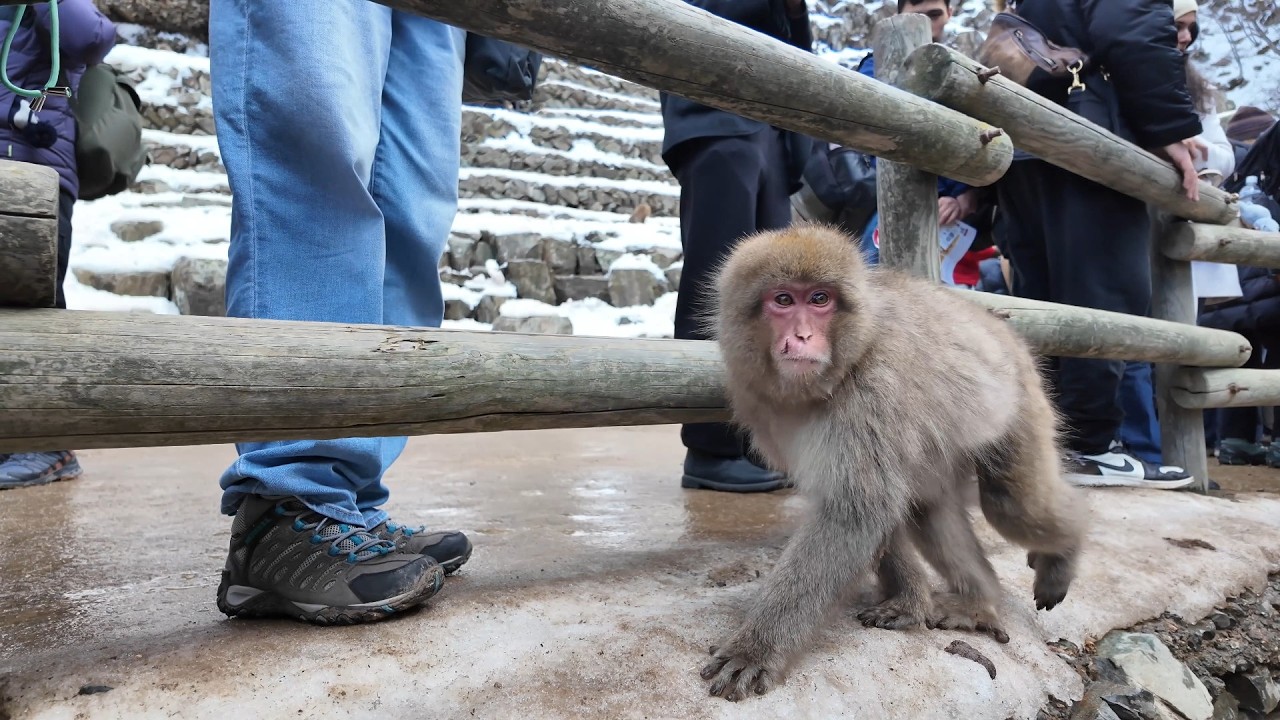 Japanese Snow Monkeys: Nature’s Most Relaxed Animals