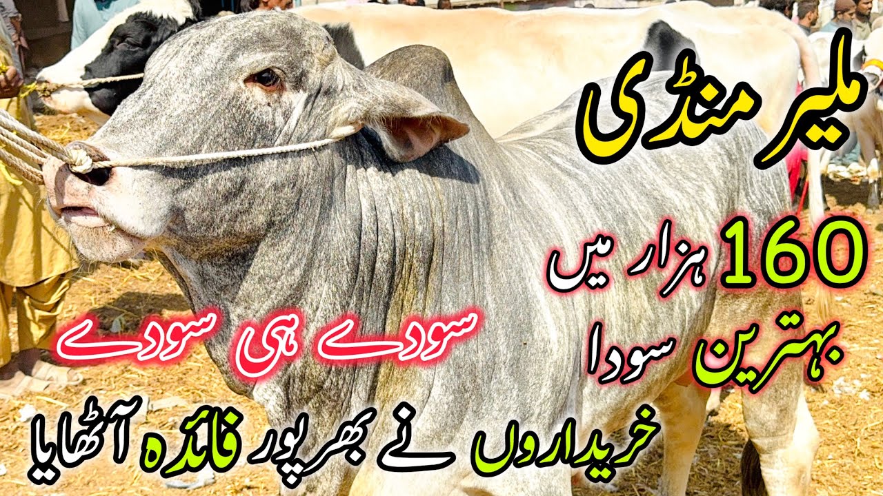 Malir Mandi Me Soday Hi Soday | 4 February 2025 | Cow Mandi 2025