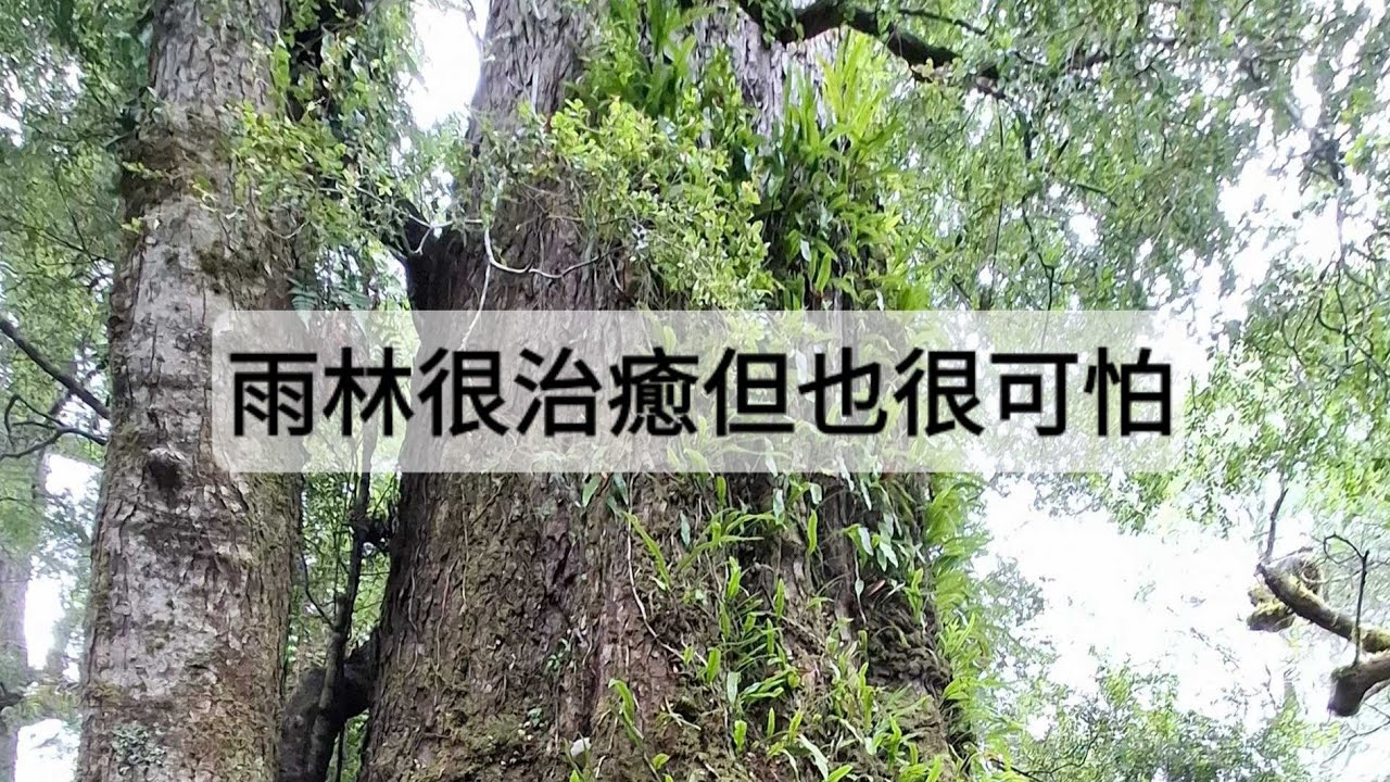 [粵語]塔斯曼尼:雨林漫步很治癒也很可怕#澳洲生活 