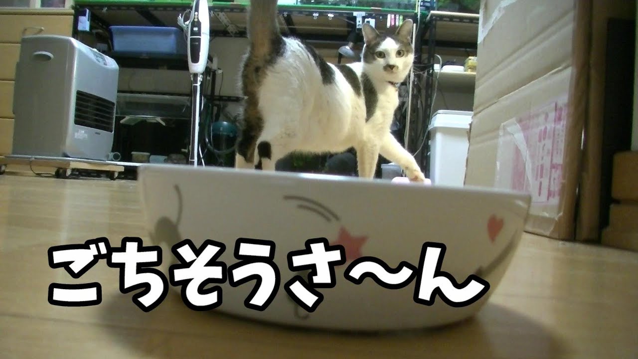 猫の気持ち良いカリカリ咀嚼音動画
