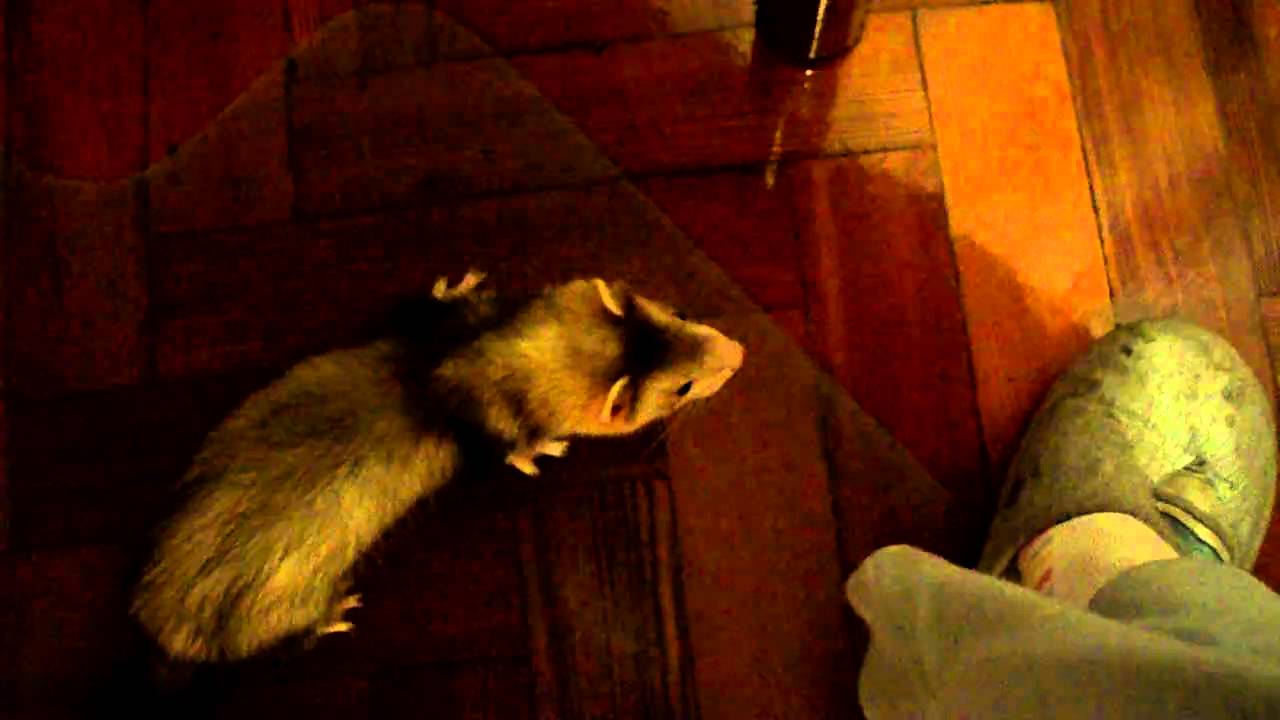 Mi huron hace sonidos raros!