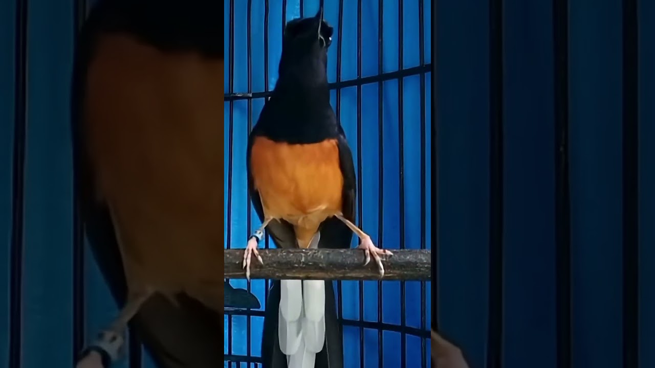 Suara murai batu tipe fighter BAIK UNTUK MEMANCING EMOSI