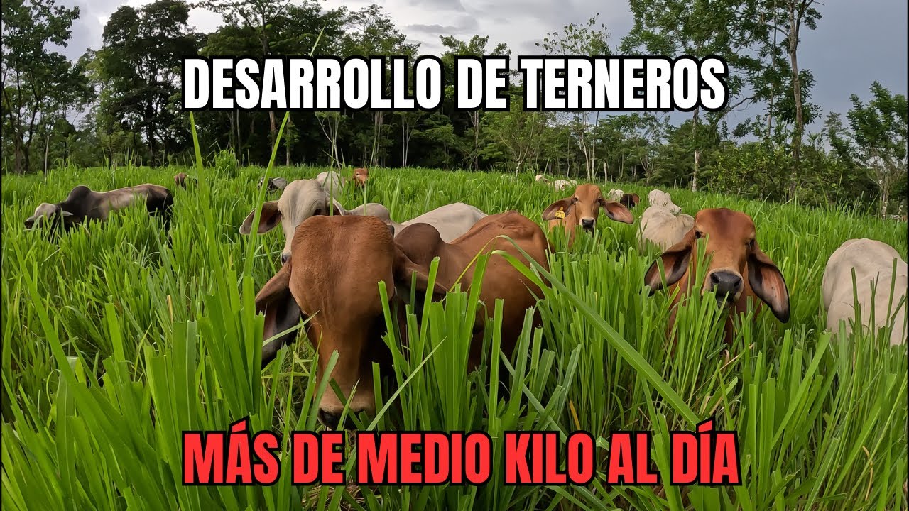 Desarrollo de Terneros: MÁS de MEDIO KILO al DIA