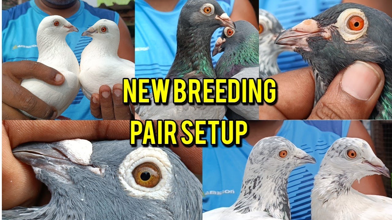 ABID DA PIGEON LOFT VISIT TODAY AND SHOKH ALL MASTER BREEDER PAIR