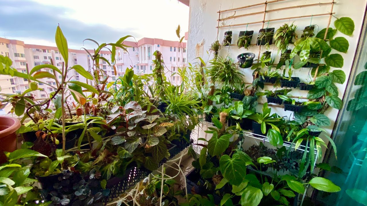 Balcony Plant Tour 2021! | Singapore