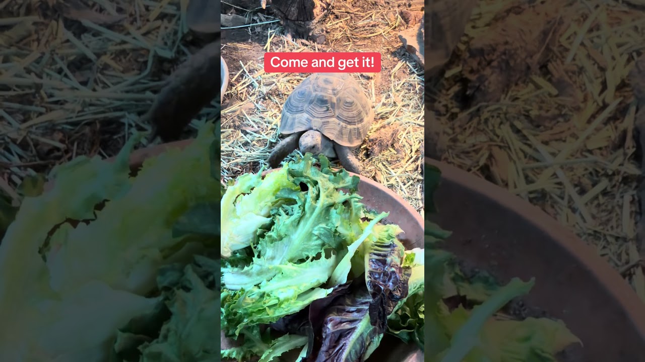 Dinner time for the Greeks and Archie the Sulcata (who is still sleeping) 🐢