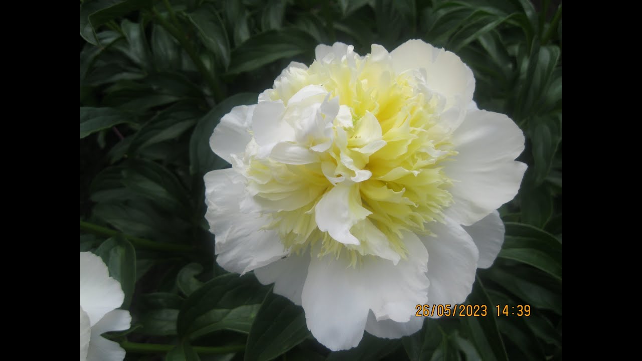 Honey gold peony. Хани Голд пион