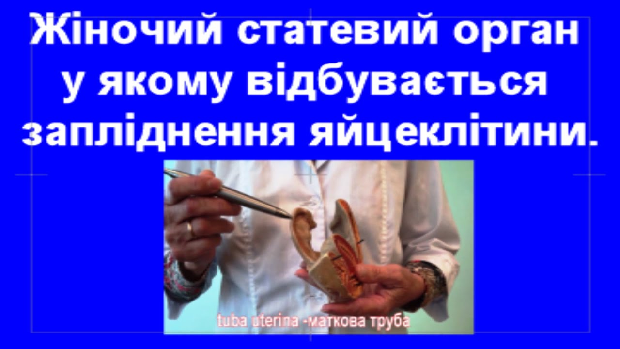 Анатомія маткових труб