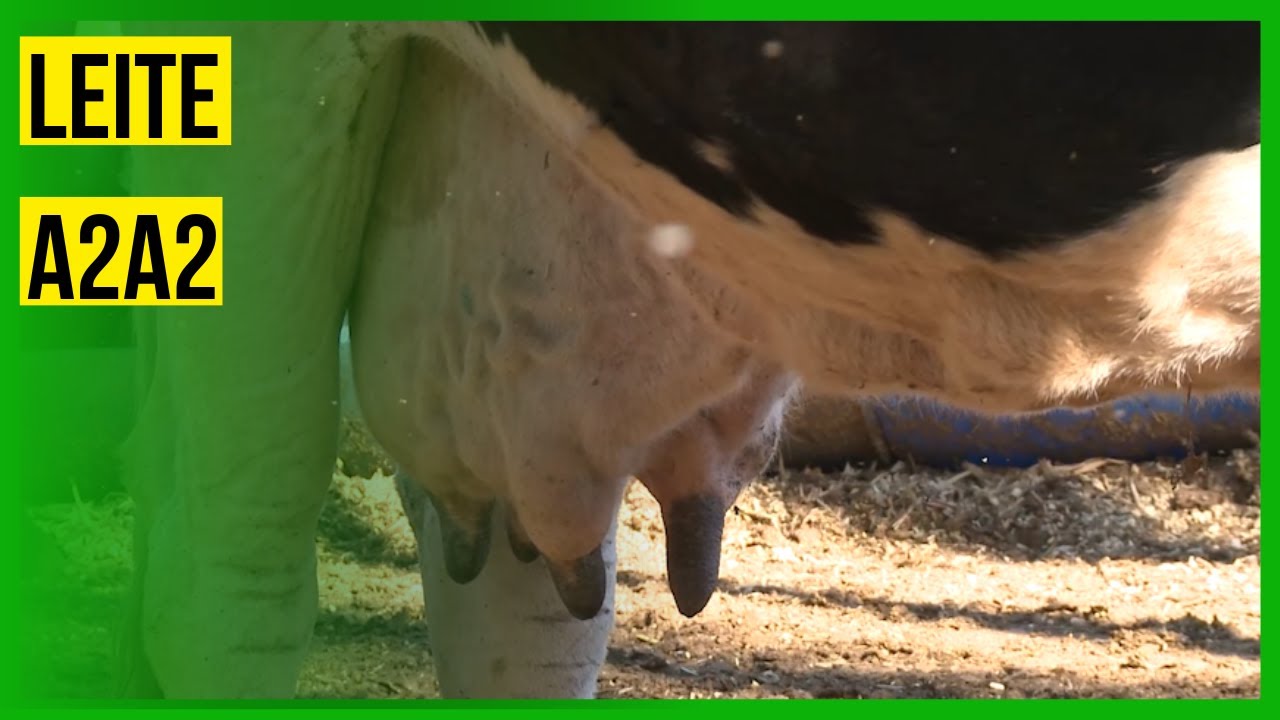 Vacas de leite do gen&oacute;tipo A2A2